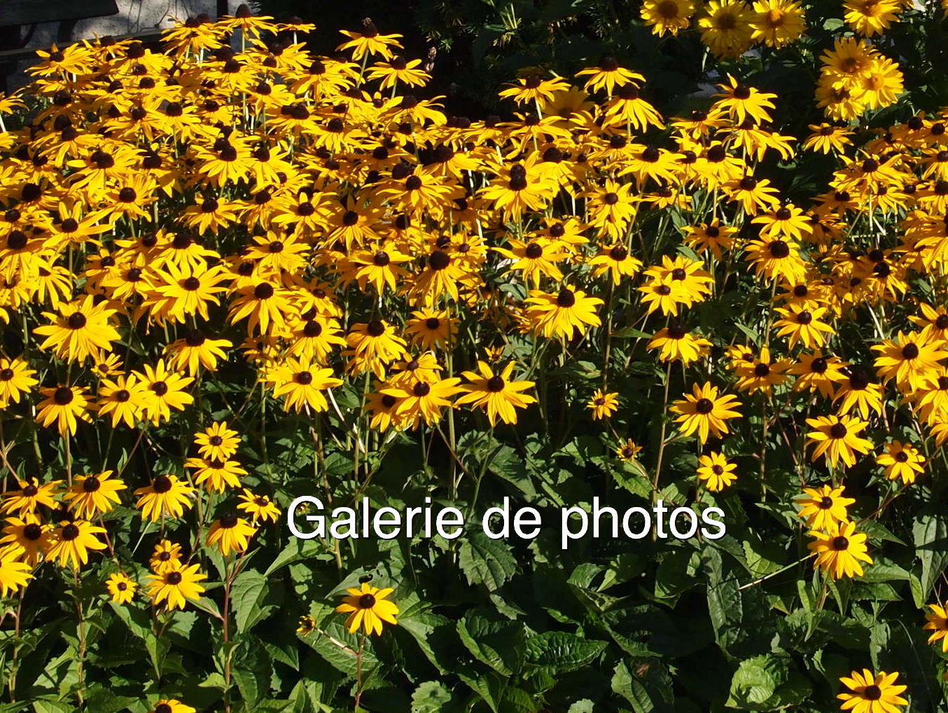 galerie photos