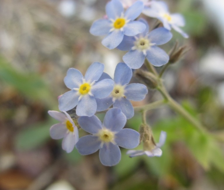 Myosotis article marysia