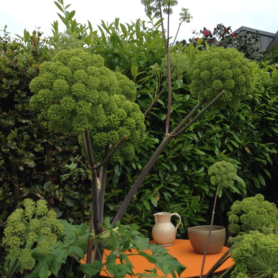 angelique-DominiqueRS