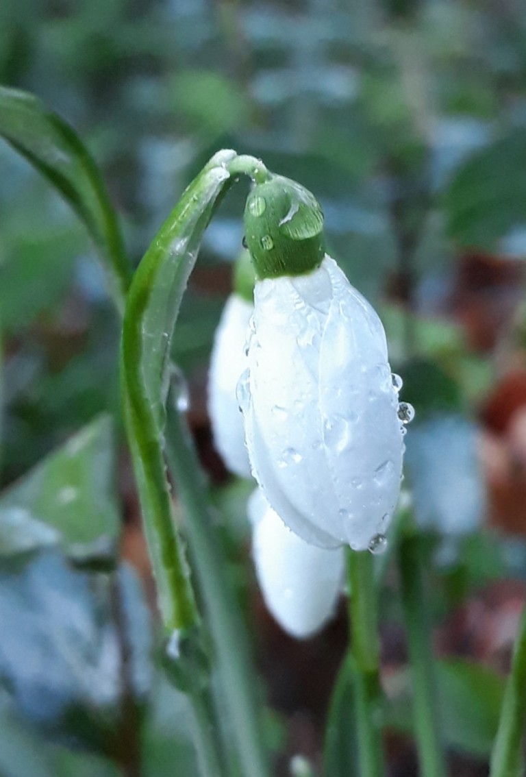 perce neige béa