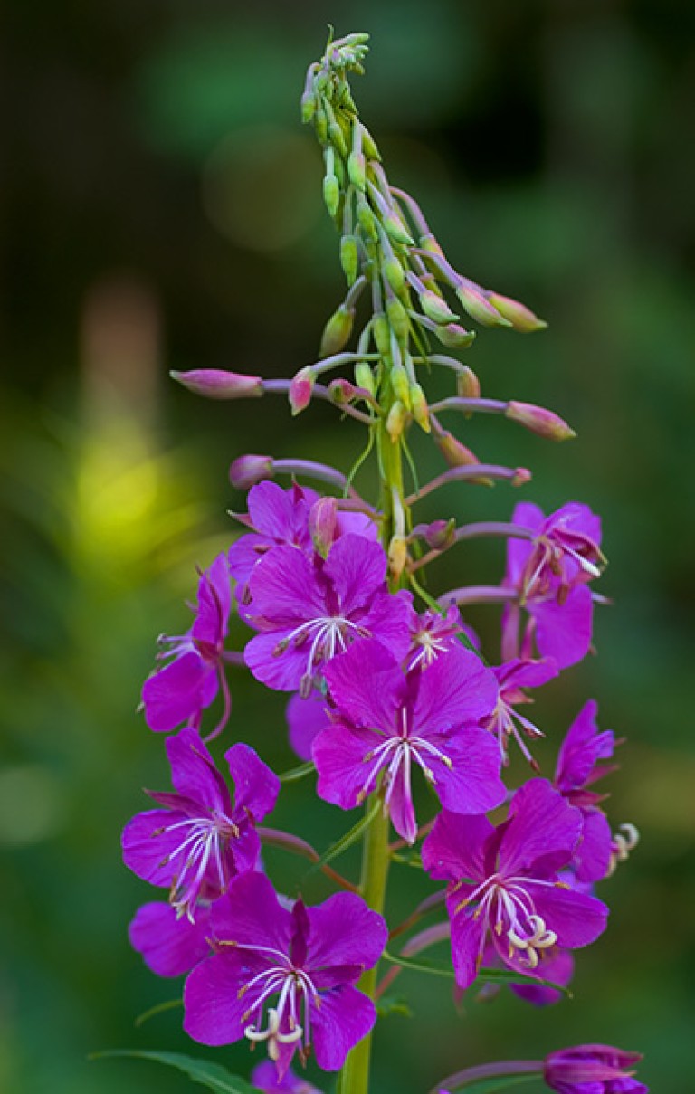 Epilobe-en-épis - copie