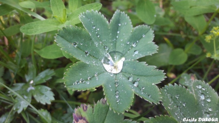 Alchémille Commune_GF